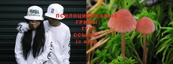 шишки Аркадак